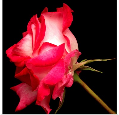 Duotone rose