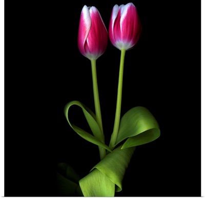 Duotone Tulips