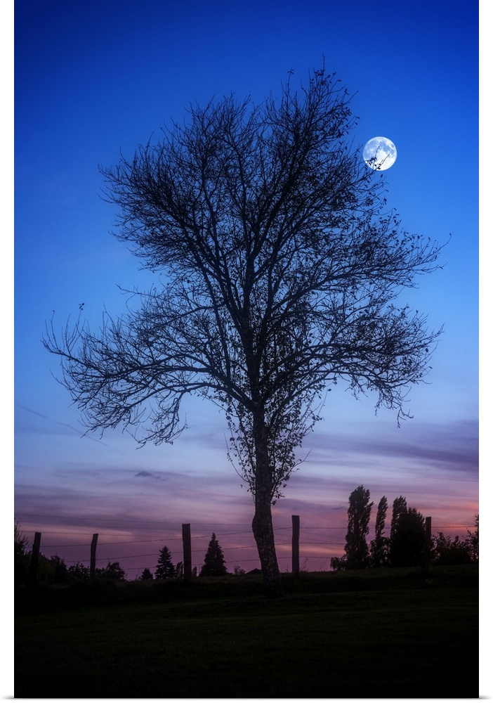 Silhouette of a tree in the evening with the moon above.