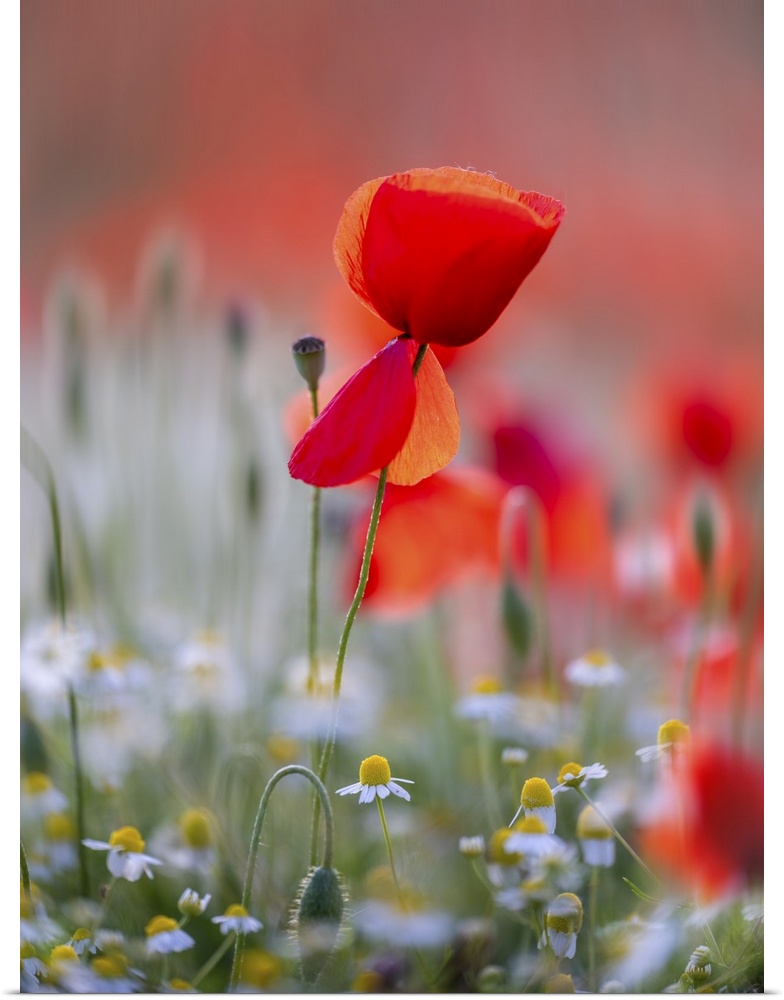 An image of a group of poppies in a meadow by the sea along the Mediterranean coast of Tuscany.