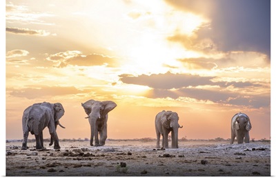 Elephant Bulls At Sunset