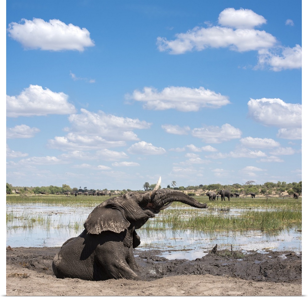 An elephant throws his head around enjoying his mudbath.