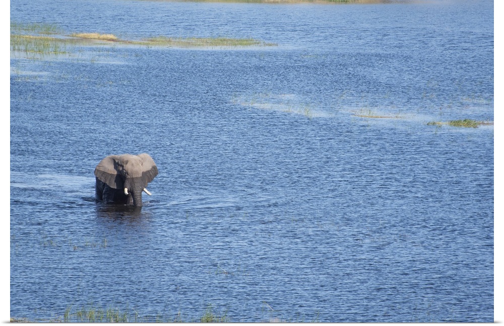 Large bull elephant crosses the Boteti river.