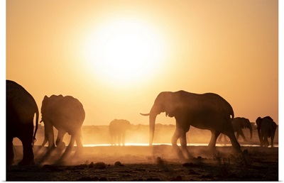 Elephant Silhouettes