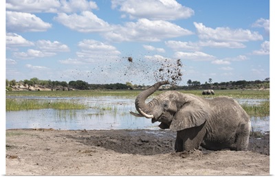 Elephant Throwing Mud