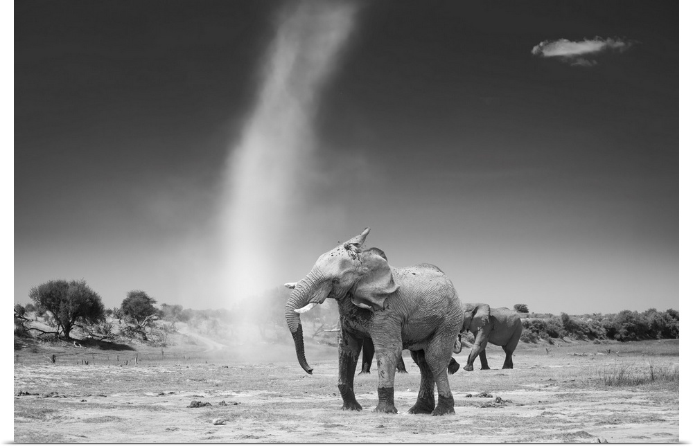 An elephant shakes his head with dissatisfaction at a passing dust devil.