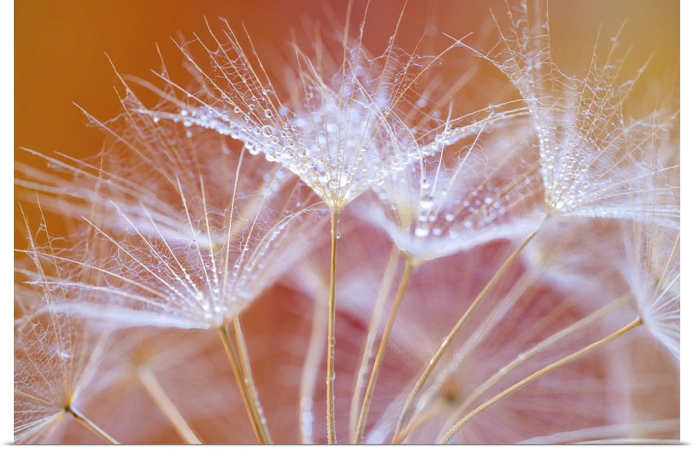 An image of a dandelion taken in the studio with water droplets.