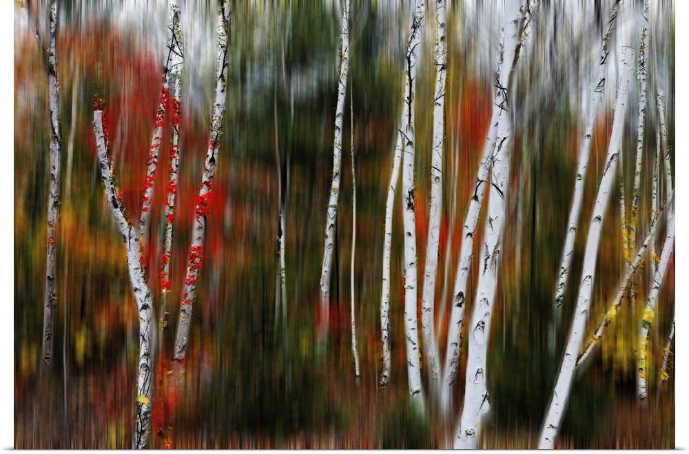 Nature abstract with birch trees in blurry forest, Acadia national park, Maine.