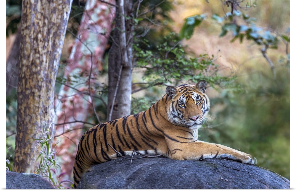 India, Madhya Pradesh, Pench National Park, Tiger (Panthera tigris), Endangered