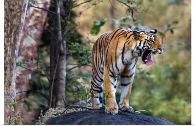 Endangered Tiger, India