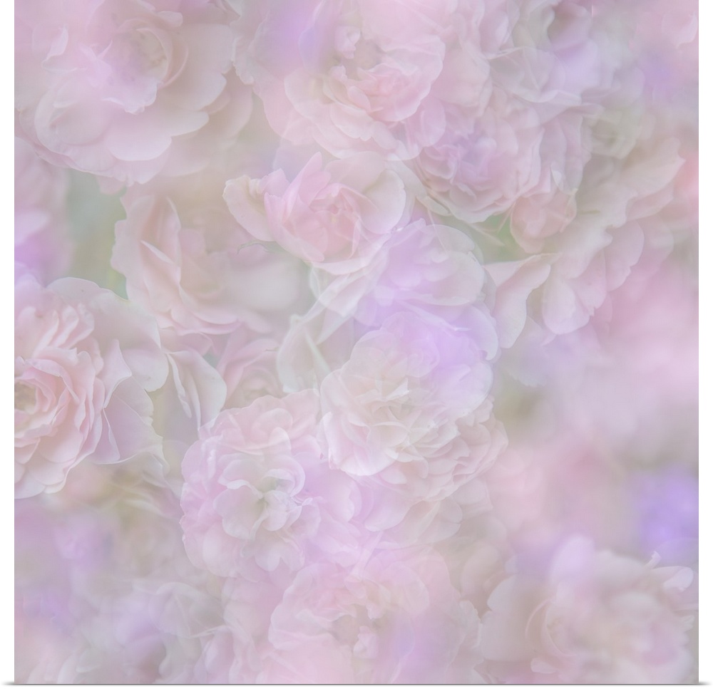 Soft pastel image of a group of roses.