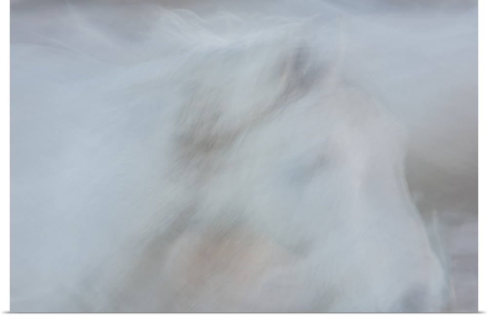 A soft impressionistic image in a dreamy blurred style of the head of a white horse.