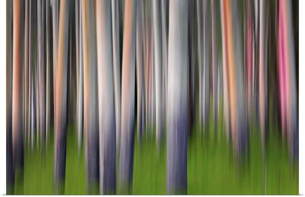 Blurred image of a forest of aspen trees, creating an abstract vertical pattern.