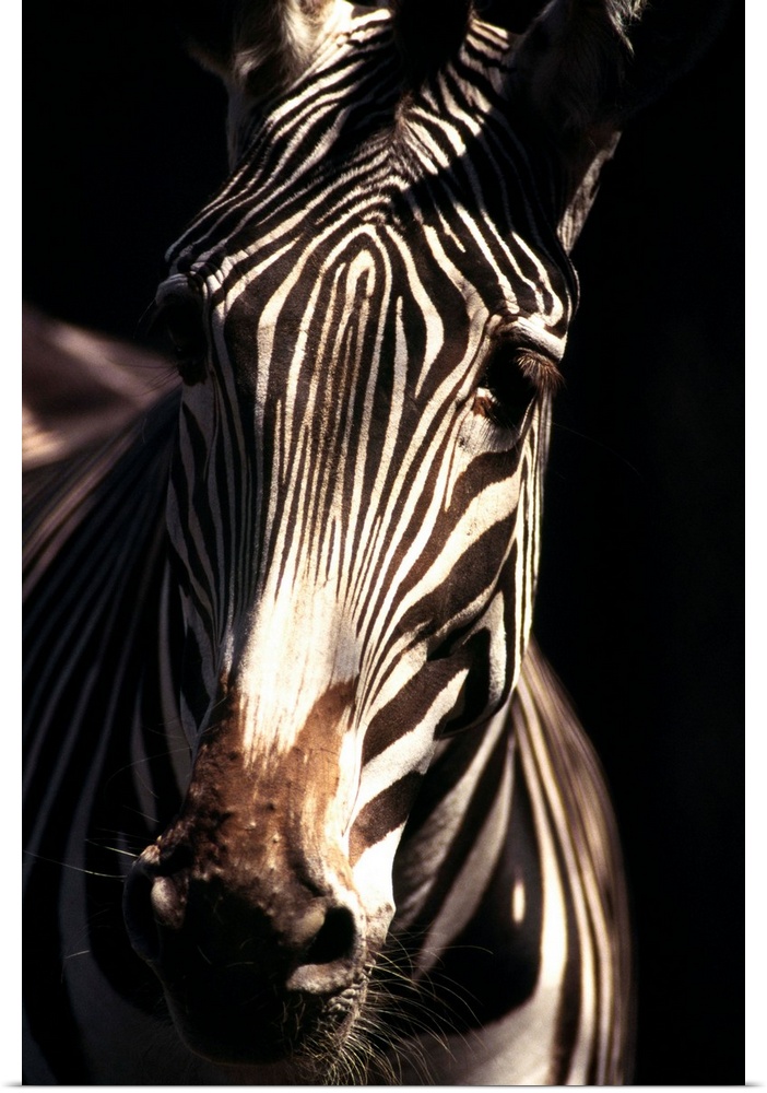 Detail of a Grevy's zebra, indigenous to Ethiopia and Kenya, Africa. (captive)
