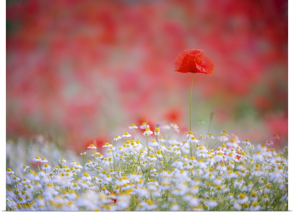 Beautiful field of chamomile and poppies.