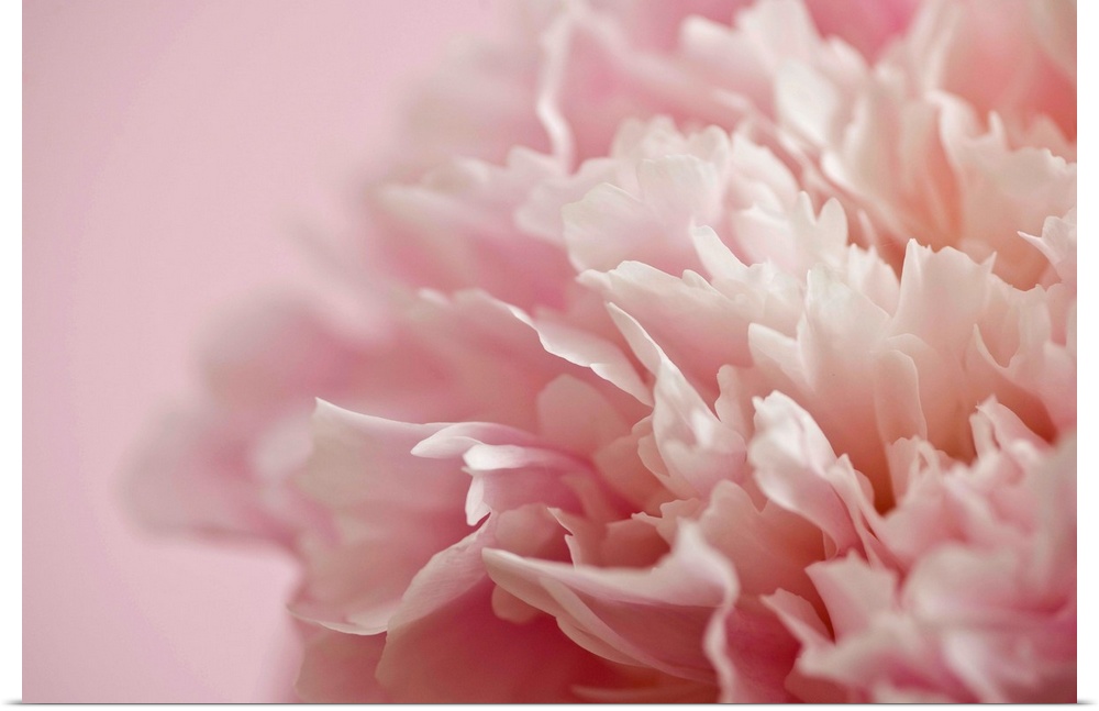Large, horizontal close up photograph of a white and light pink flower, the background petals blurring into a soft backgro...