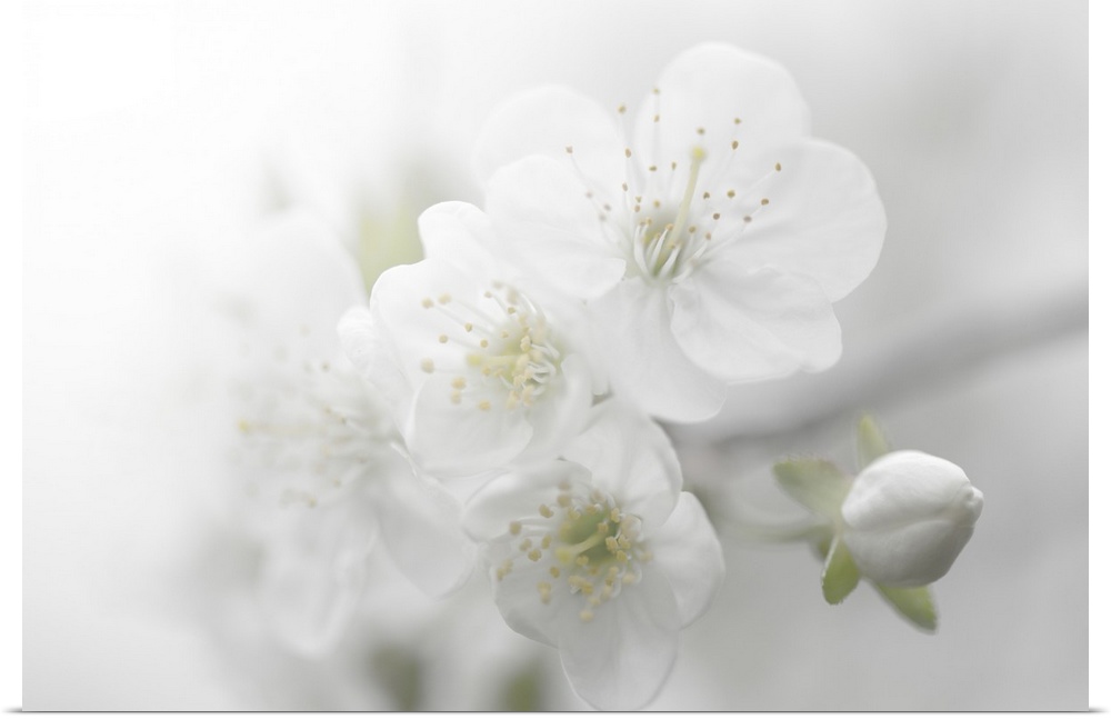 A photograph of white flowers in a soft environment.