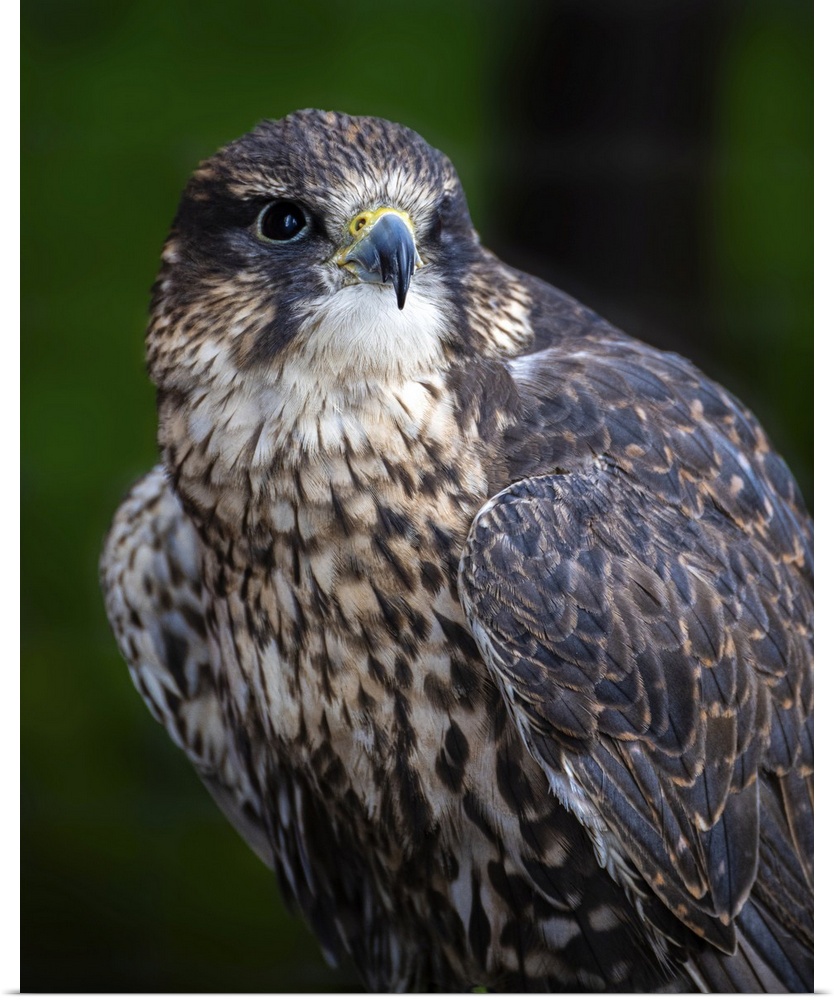 Close-in portrait of a magnificent falcon surveying the Canadian forest environment.