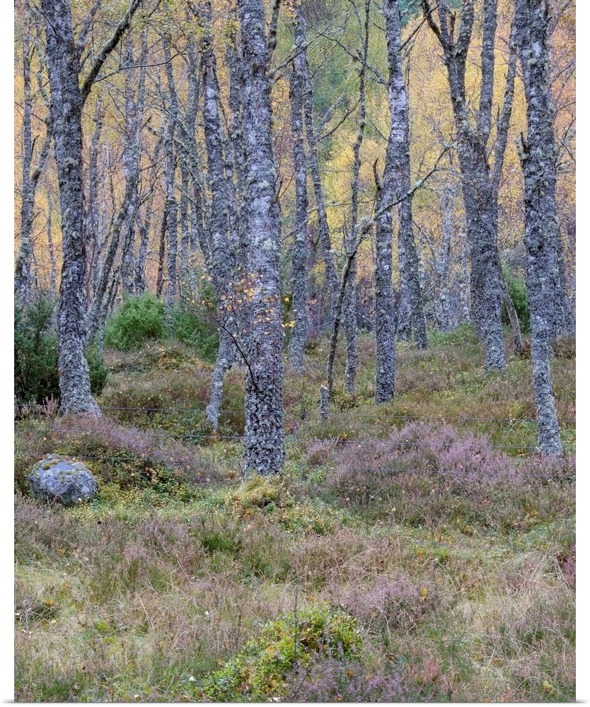 A soft dusk in an ancient Scottish woodland in the Cairngorms with lichen covered trees and mossy undergrowth.