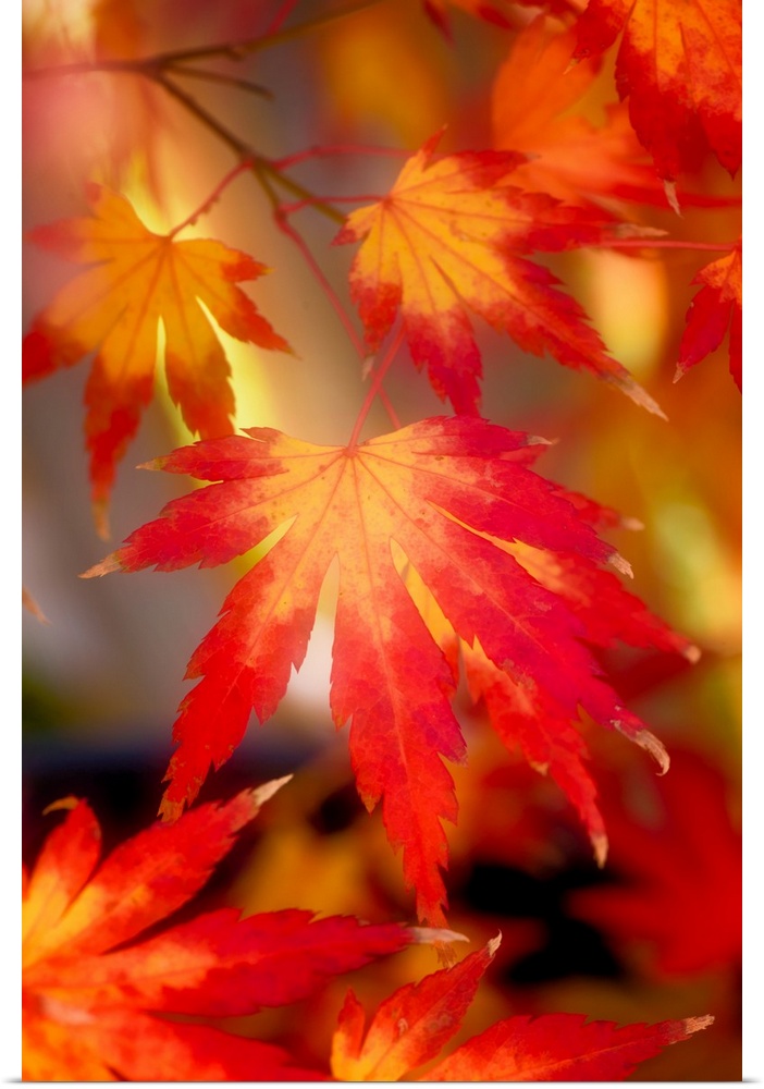 Red and orange maple leaves with a hazy effect.