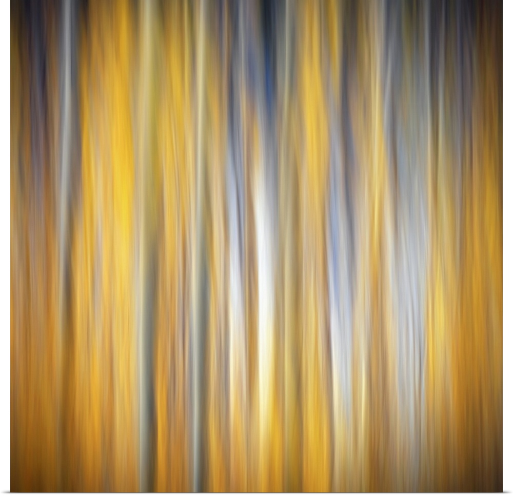 Square abstract photograph of birch trees with a golden yellow background.