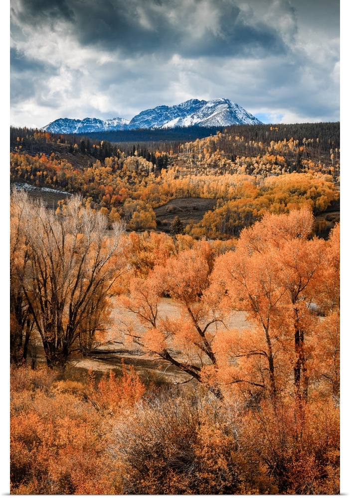 Fall colors with snow mountain in the background in White River National Forest, Colorado