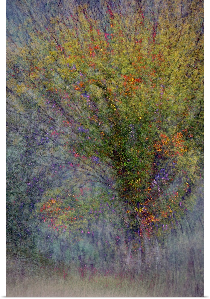 An abstract photograph of a tree in autumn foliage.