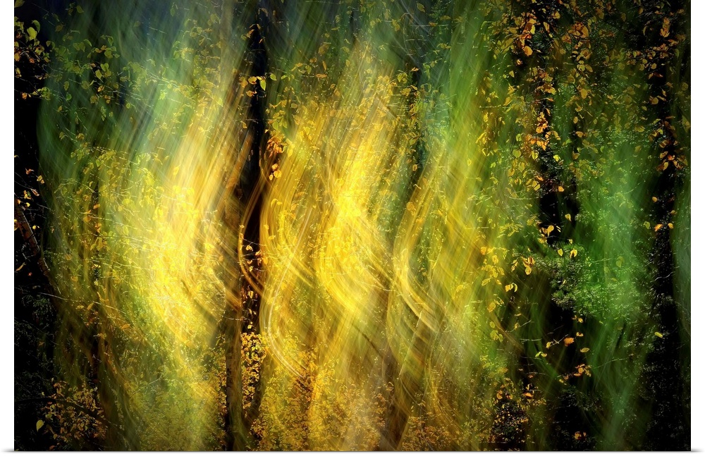 Abstract blurred image of light shining through the trees in a forest.