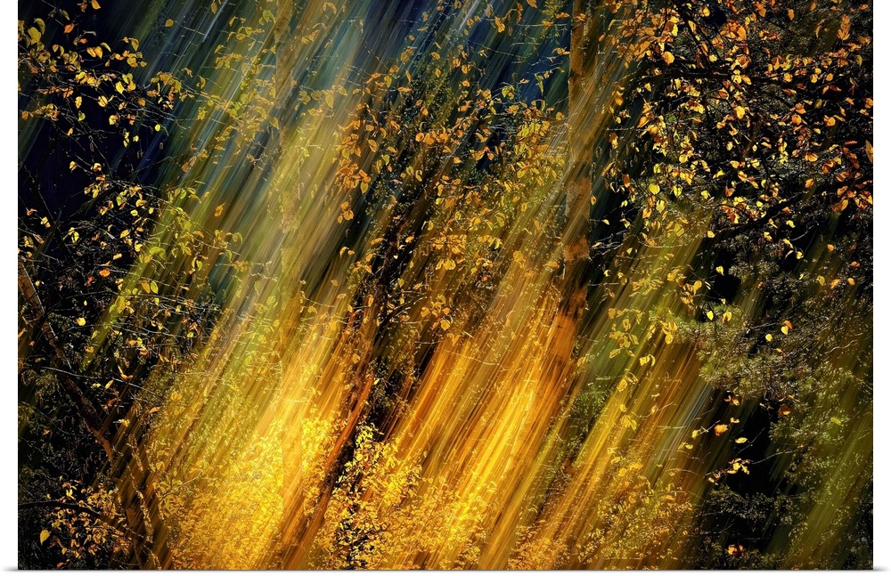 Abstract blurred image of light shining through the trees in a forest.