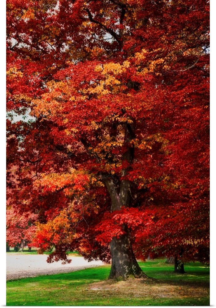 Red oak with expressionist photo or painterly effect