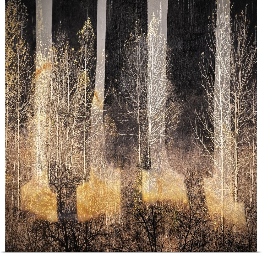 Abstract golden light in a forest of bare trees, resembling piano keys.