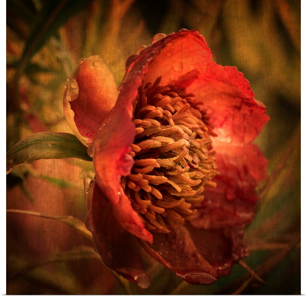 Artist photograph of a close-up of a red flower.