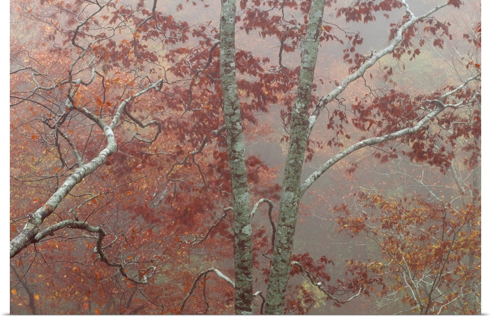 Maple trees in the mist, Yakushima, Japan.