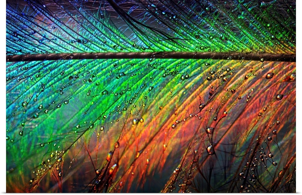 Giant photograph displays a close-up of a rainbow colored feather sprinkled with water as it glistens in the light.