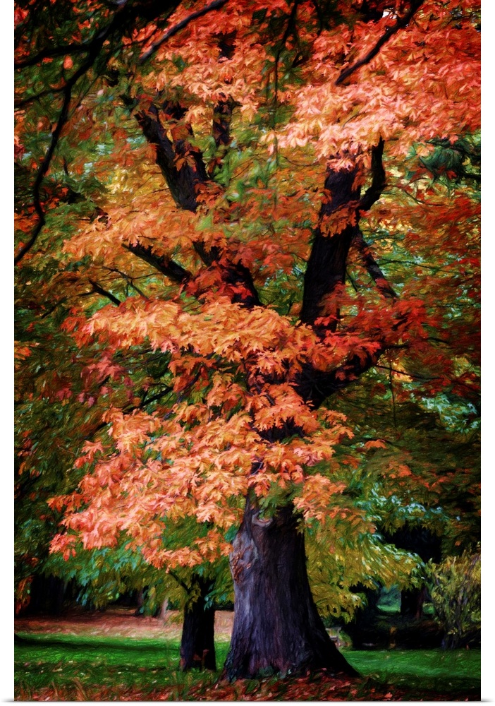 Fine art photograph of a tall tree with brightly colored fall leaves.