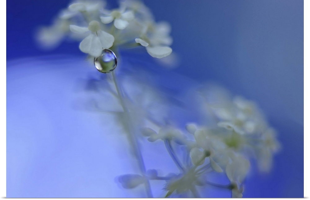 A macro photograph of white flower against a blue background.