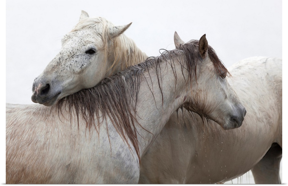 In this stunning photograph two dripping wet horses embrace each other on the neck as they stand in the rain.