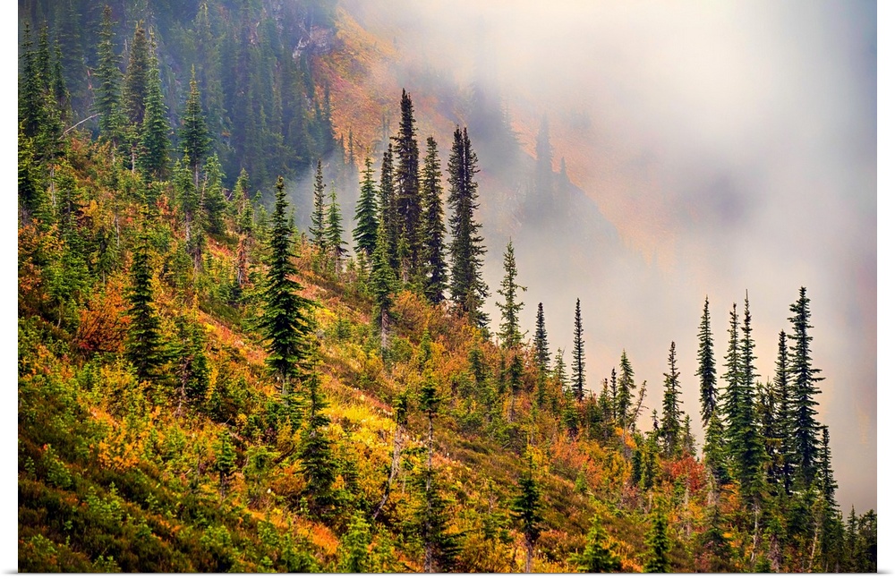 Mountainside in Fall - the sub-alpine fir are always dark green, but other trees and bushes turn a brilliant gold, making ...