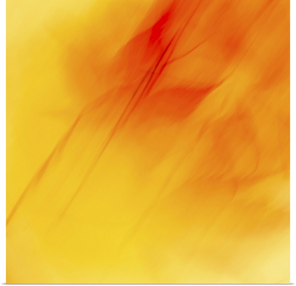 Bright yellow and red abstract of maple leafe in vibrant colours.