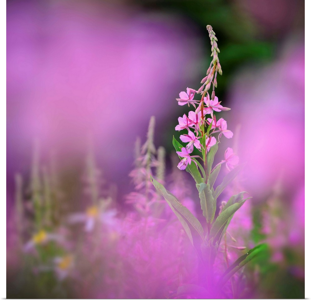 Fine art photo of a fireweed growing in a field in British Columbia, Canada.