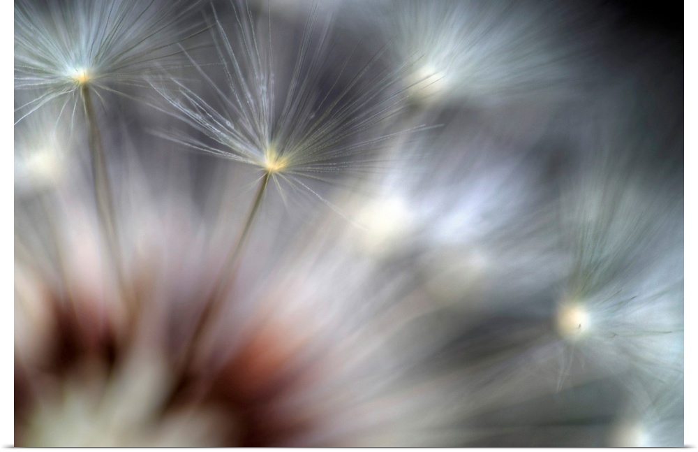 Big canvas photo of dandelions up close against a dark background.