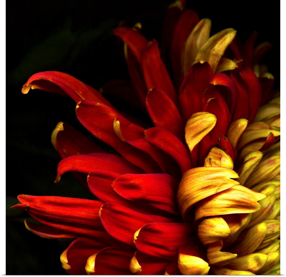 Duotoned chrysanthemum titled 'Flamenco'.