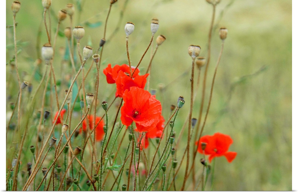 Poppies are a powerful symbol particularly here in the fields in Flanders.