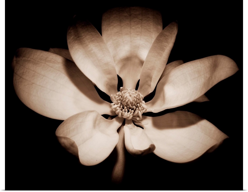 Close up view of an open Magnolia Officinalis flower against black background in Sepia Tone.