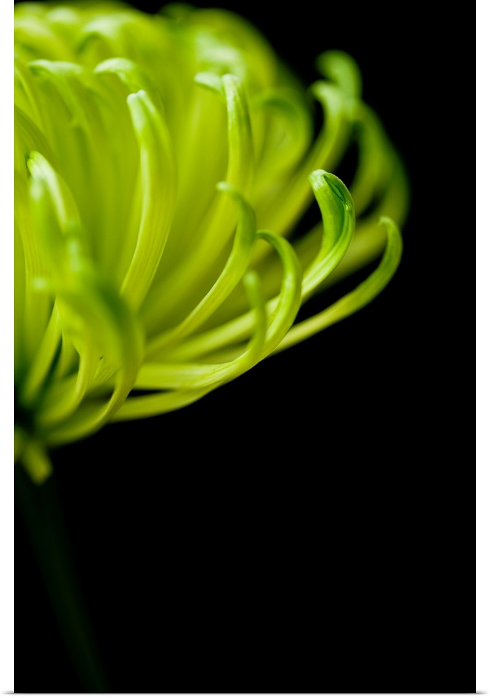 A photograph taken closely of the petals on a spider chrysanthemum.