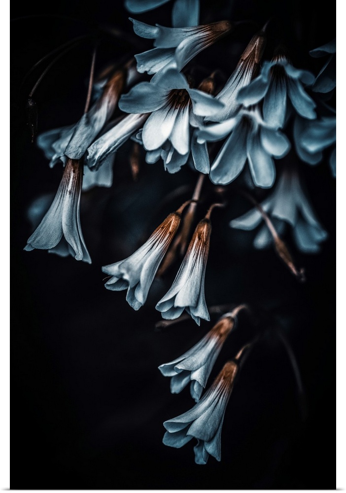 Small blue flowers in the shape of a cone on a black background