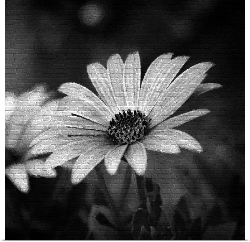 A black and white photograph of a close-up of a flower.
