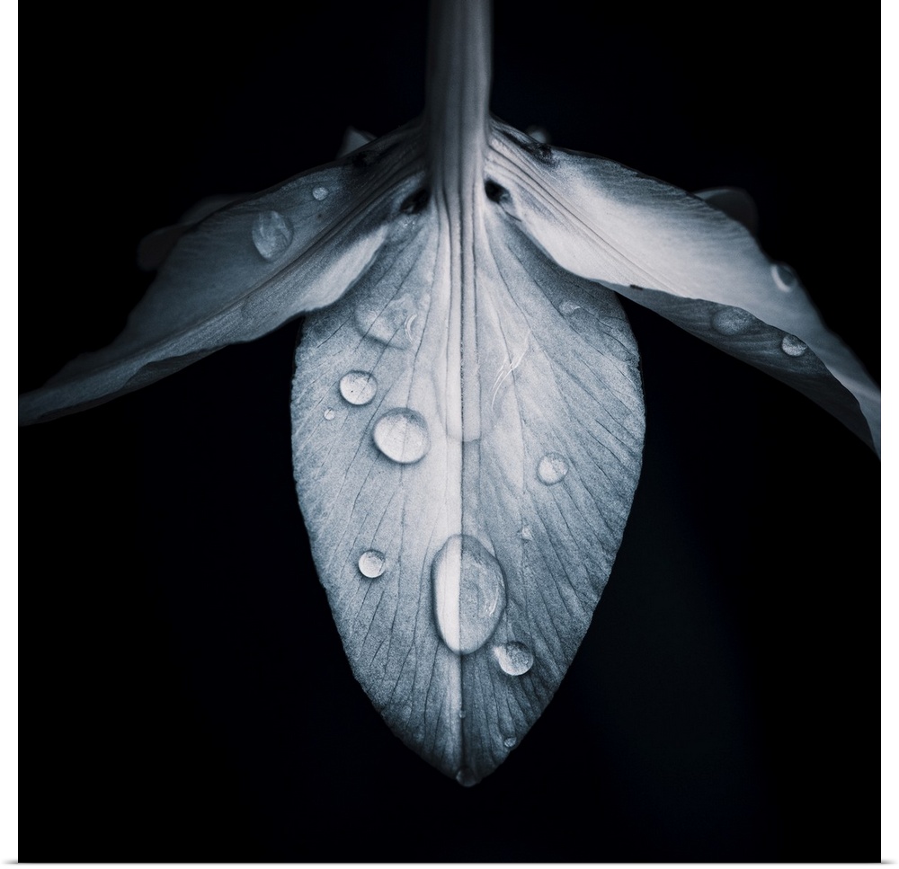 Close up of leaf with raindrops on black background