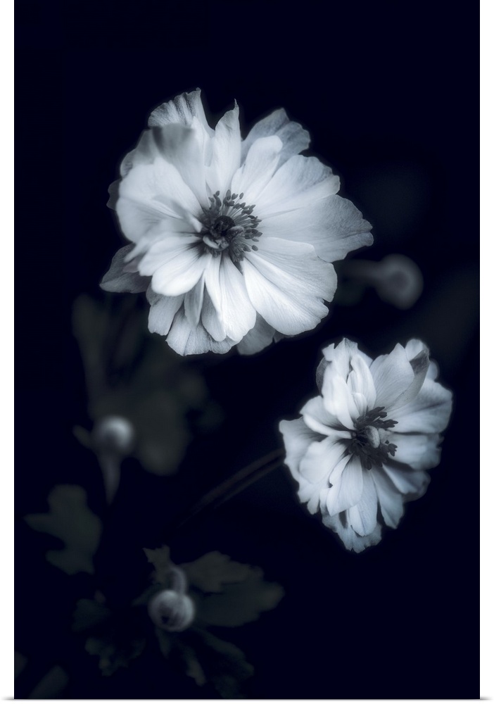 Close up of white flowers on black background