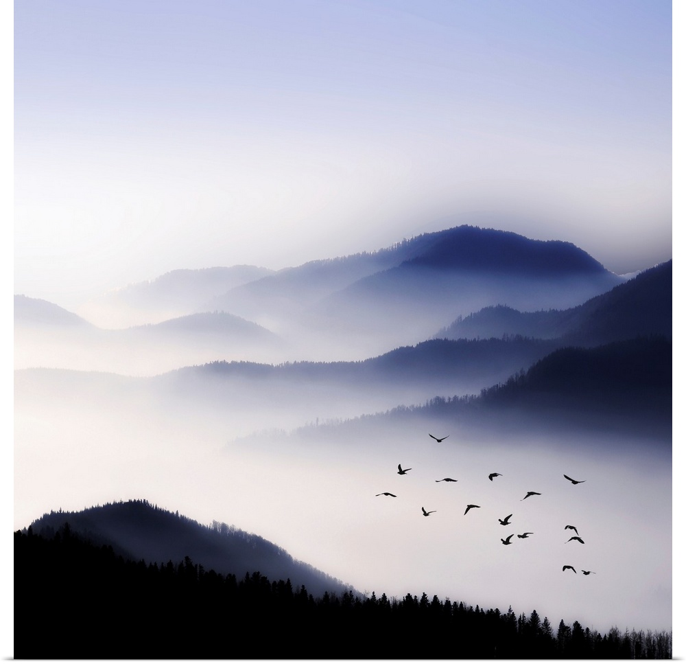 Dense fog hangs over large tree covered hills with a flock of birds flying above the fog.